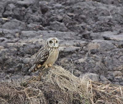 Velduil / Short-eared Ow