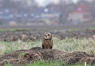 Velduil / Short-eared Ow
