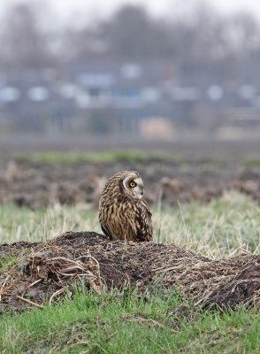 Velduil / Short-eared Ow