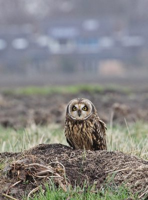 Velduil / Short-eared Ow