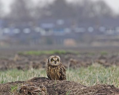 Velduil / Short-eared Ow