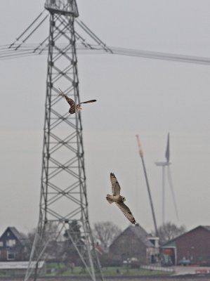 Velduil / Short-eared Ow