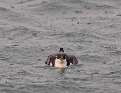 Zeekoet / Common Guillemot