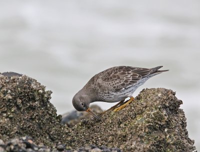 Paarse Strandloper / Purple Sandpiper