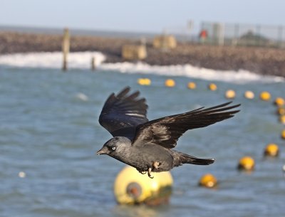 Kauw / Jackdaw 
