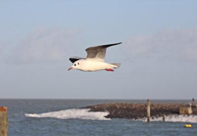 Kokmeeuw / Black-headed Gull