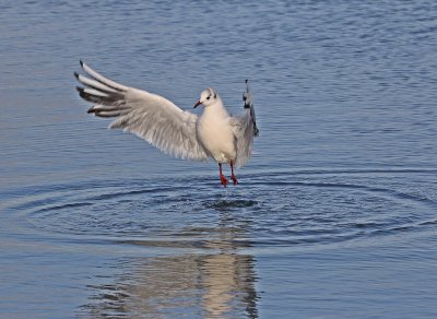 Kokmeeuw / Black-headed Gull