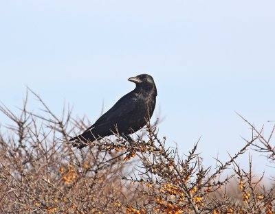 Zwarte Kraai / Carrion Crow