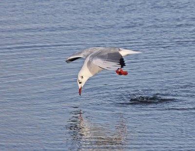 Kokmeeuw / Black-headed Gull