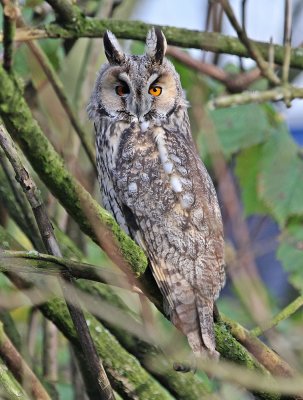 Ransuil / Long-eared Owl