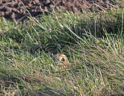 Velduil / Short-eared Owl