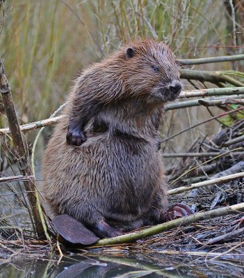 Europese Bever / European Beaver