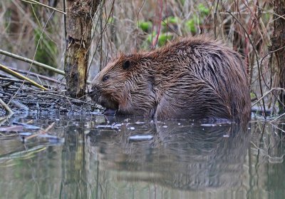 Europese Bever / European Beaver