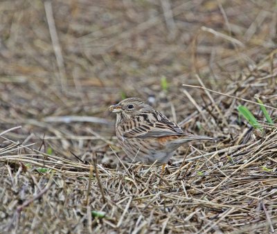 Witkopgors / Pine Bunting
