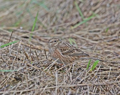 Witkopgors / Pine Bunting