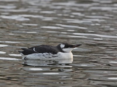 Zeekoet / Common Guillemot