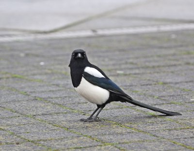 Ekster / Eurasian Magpie