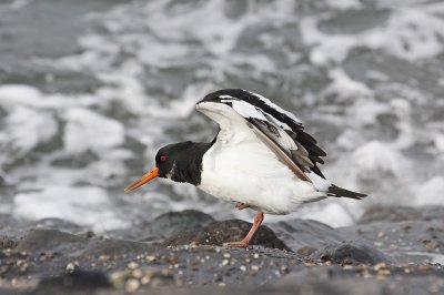 Scholekster / Common Oystercatcher