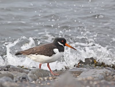 Scholekster / Common Oystercatcher