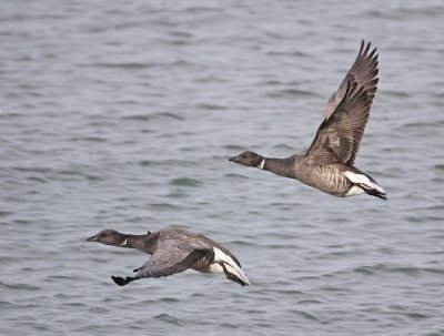 Rotgans / Brent Goose