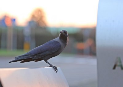 Huiskraai / House Crow