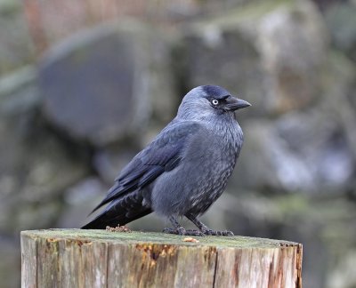 Kauw / Jackdaw 