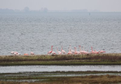:: Flamingo / Greater Flamingo ::