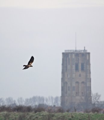 Bruine Kiekendief / Marsh Harrier