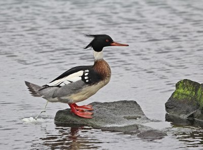 Middelste Zaagbek / Red-breasted Merganser