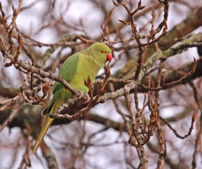 Halsbandparkiet / Rose-ringed Parakeet