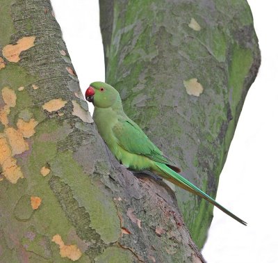 Halsbandparkiet / Rose-ringed Parakeet
