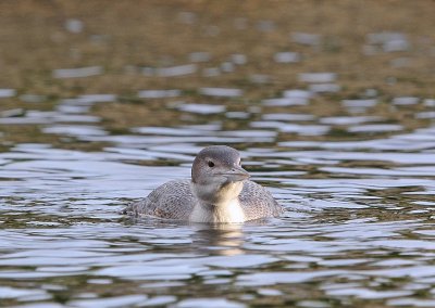 IJsduiker / Great Northern Diver