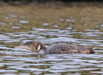 IJsduiker / Great Northern Diver