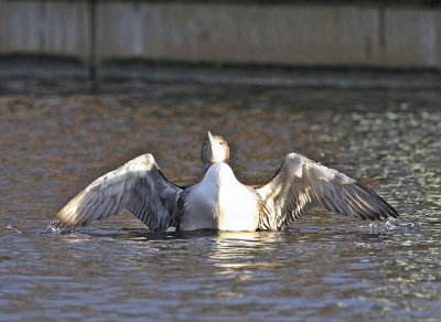 IJsduiker / Great Northern Diver