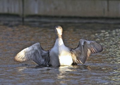 IJsduiker / Great Northern Diver
