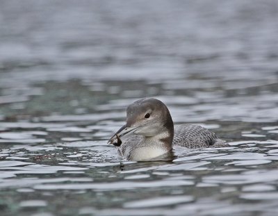 IJsduiker / Great Northern Diver