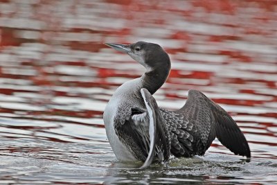 IJsduiker / Great Northern Diver