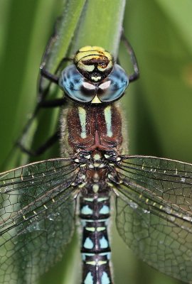 :: Glassnijder / Hairy Hawker, Hairy Dragonfly ::