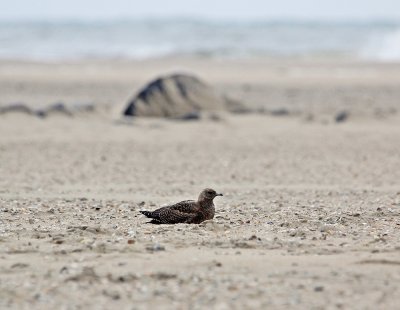 Kleine Jager / Arctic Skua