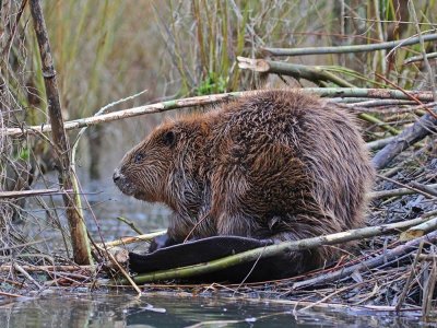 Europese Bever / European Beaver