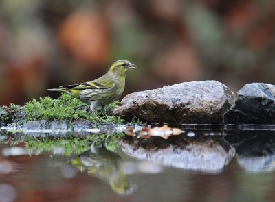 Sijs / Siskin