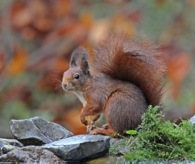 :: Rode Eekhoorn / Eurasian Red Squirrel ::