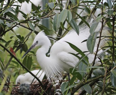 Kleine Zilverreiger / Little Egret