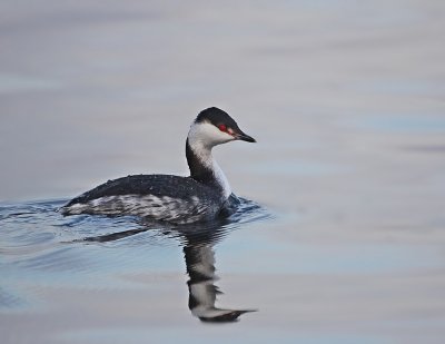Kuifduiker / Slavonian Grebe