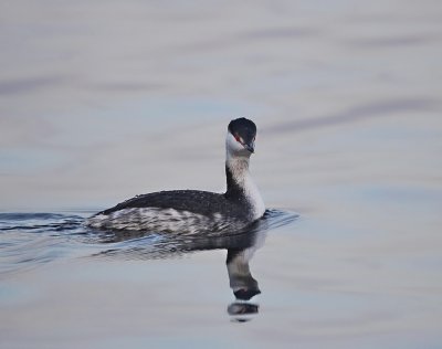 Kuifduiker / Slavonian Grebe