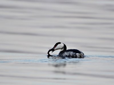 Kuifduiker / Slavonian Grebe