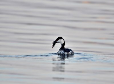 Kuifduiker / Slavonian Grebe