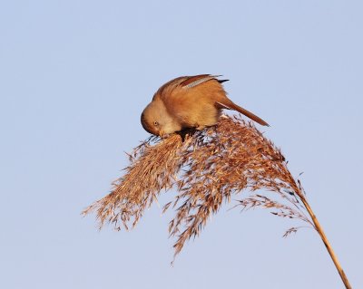 Baardmannetje / Bearded Tit