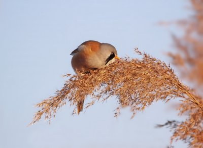 Baardmannetje / Bearded Tit