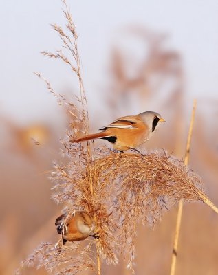 Baardmannetje / Bearded Tit